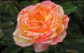 Tropicana Rose